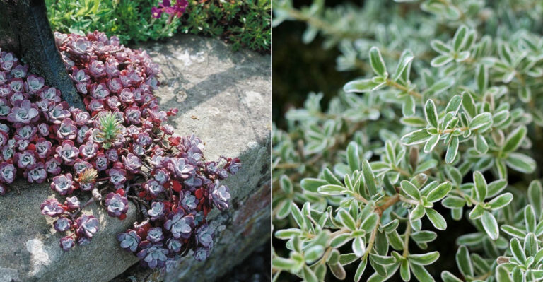 California Groundcovers That Choke Out Weeds And Survive Brutal Heat Waves