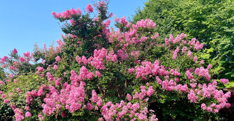 crape myrtle