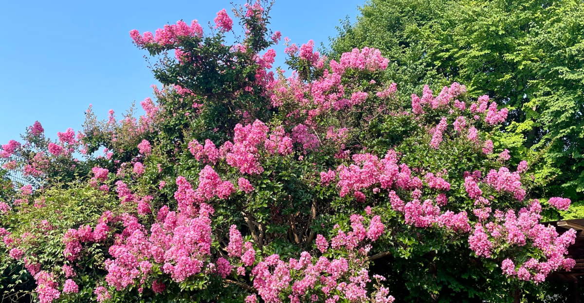 crape myrtle