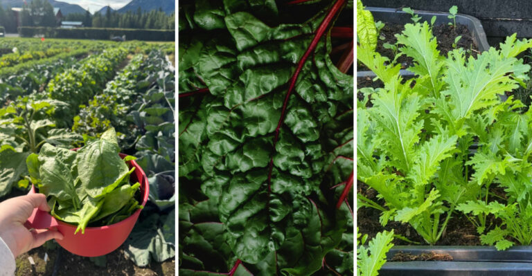 The Fall Greens Oregon Gardeners Should Plant Before The Rains Return