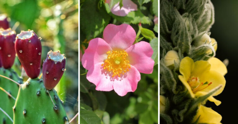 10 Ordinary-Looking Montana Plants With Extraordinary Hidden Abilities