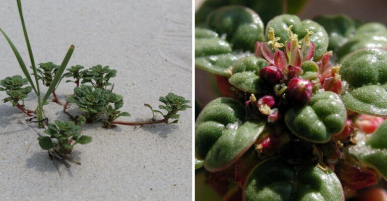 Maryland’s Rarest Flower Doesn’t Bloom By The Calendar, It Blooms By The Tide