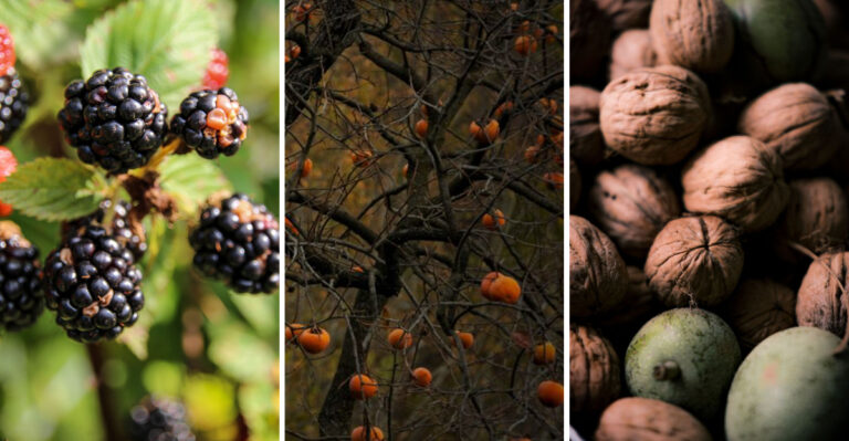 These Kentucky Wild Edibles Come With Picking Restrictions On State Lands