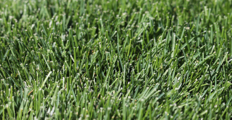 kentucky bluegrass