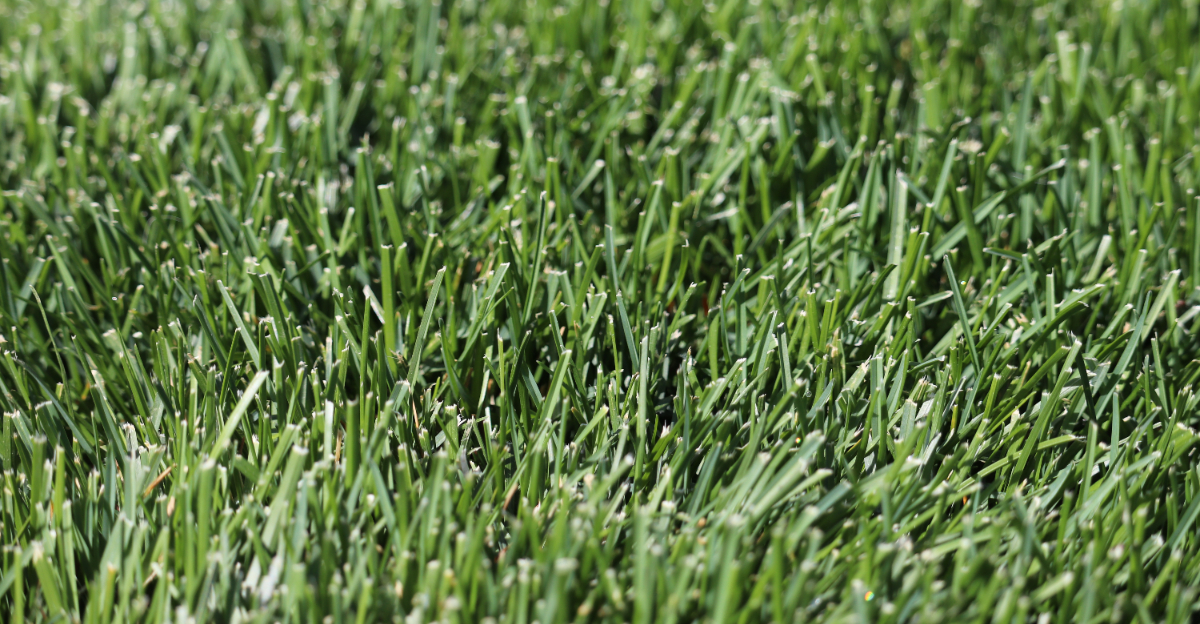 kentucky bluegrass