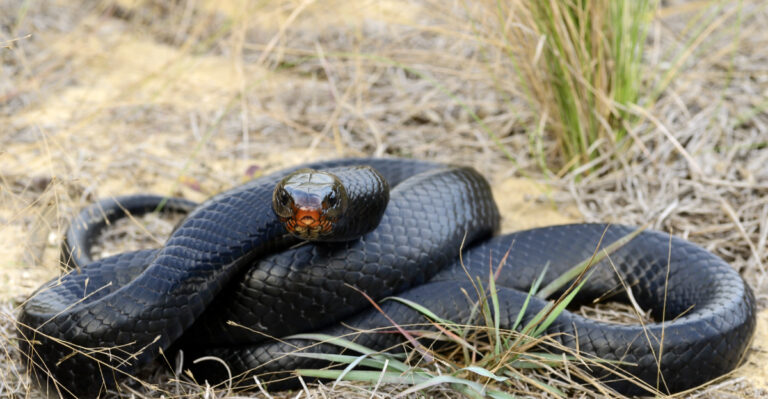 Eastern indigo snake