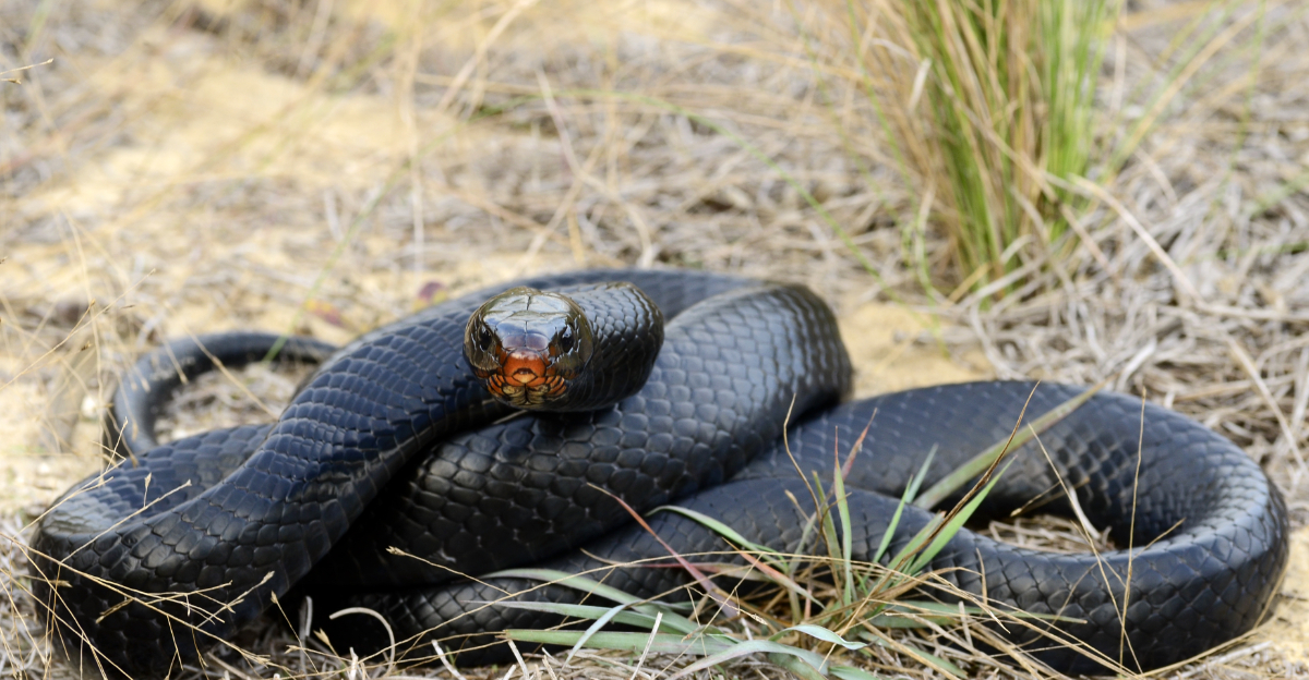 Eastern indigo snake