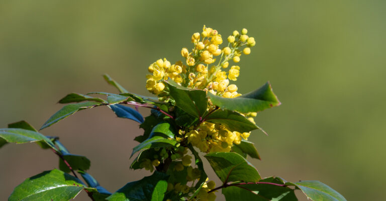 The Best Time To Prune Oregon Grape Without Losing Next Year’s Flowers