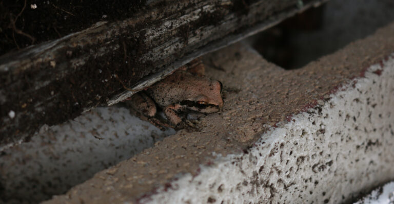 How To Help Backyard Frogs Survive California Heat Waves