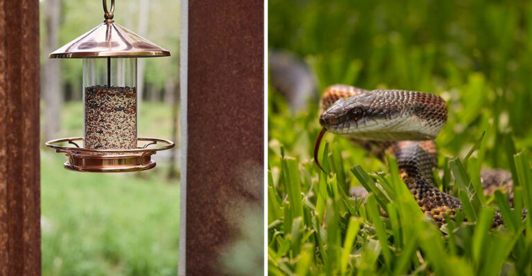 birdfeeder and snake