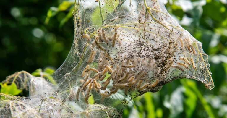 Stop Pruning Your Honeylocust Trees Like This If You See Webworms In Ohio