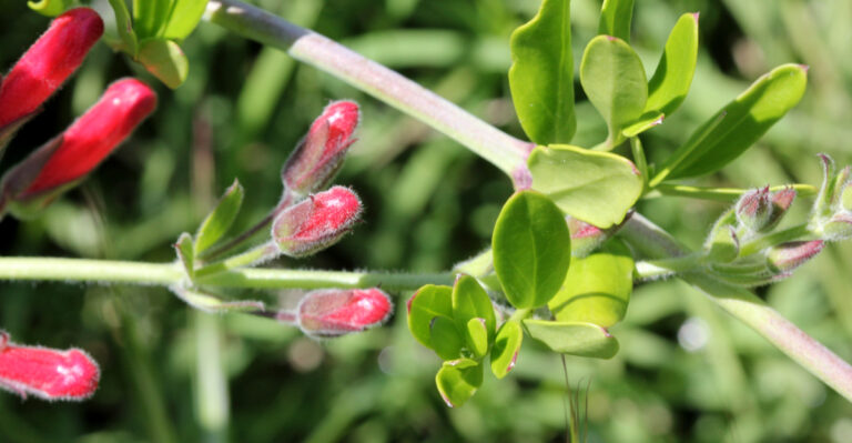 This Is The Easiest Evergreen Shrub California Gardeners Aren’t Growing Yet