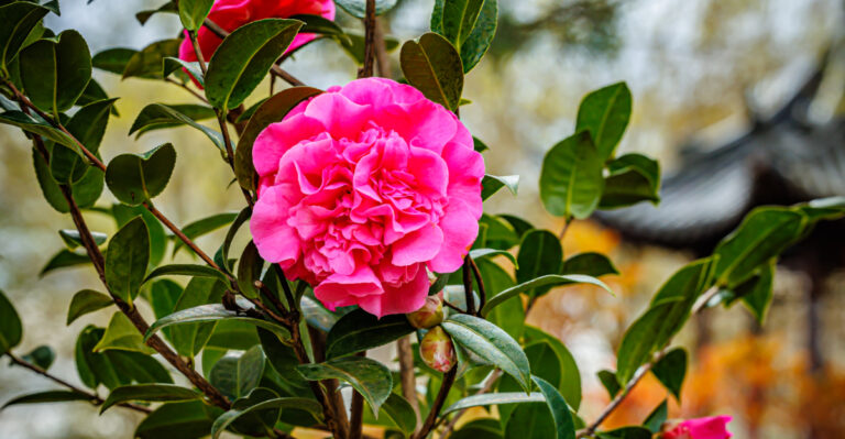 camellia (featured image)