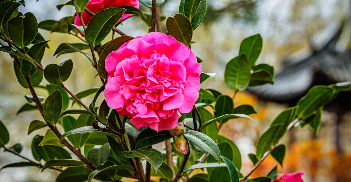camellia (featured image)