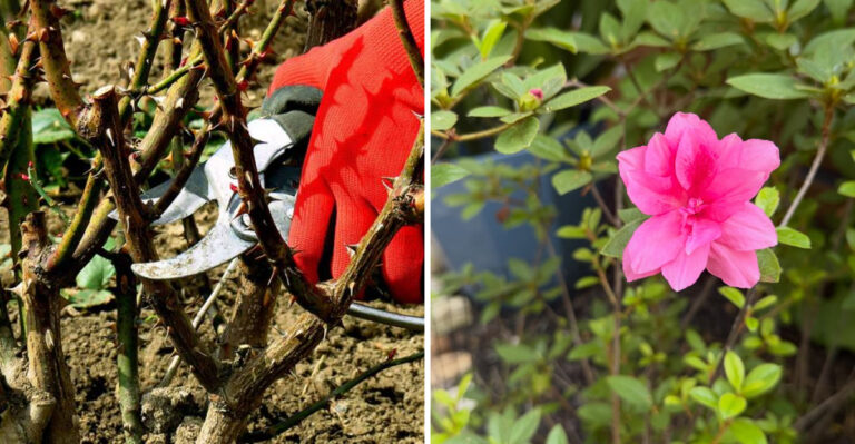 Pruning rose and azalea