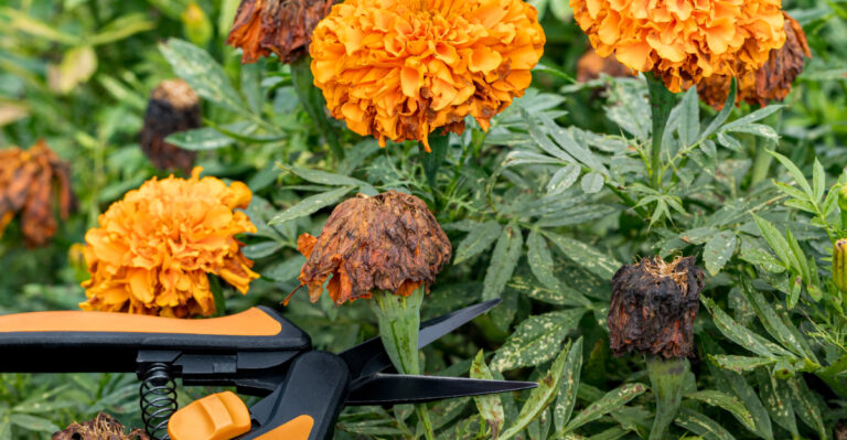 Don’t Skip This Perennial Task In Connecticut Gardens This August