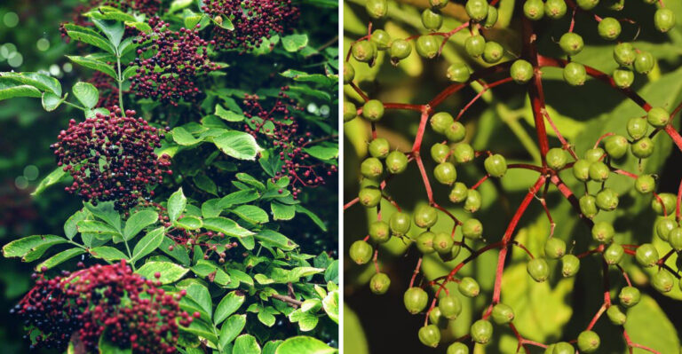 Elderflower Season Has Ended In Missouri, But The Real Benefit Is Just Starting