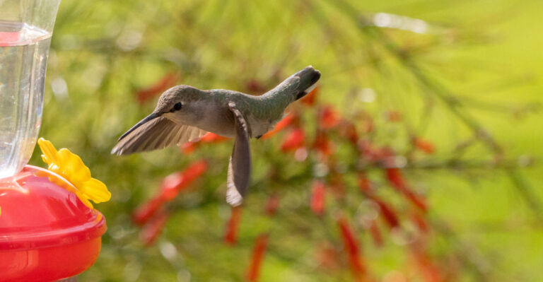 What It Means When Hummingbirds Swarm Your California Yard In September