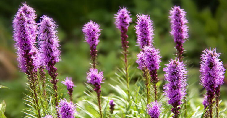 The Most Underrated North Carolina Perennial That Bloomed Through The Drought In Full Sun