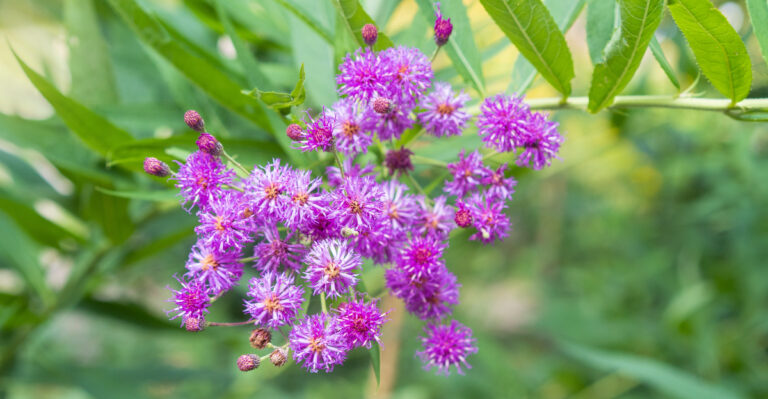 Native Ohio Perennials That Bloom Vigorously Before Fall Arrives