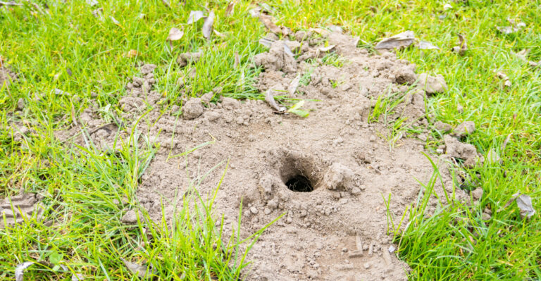 small hole in a lawn