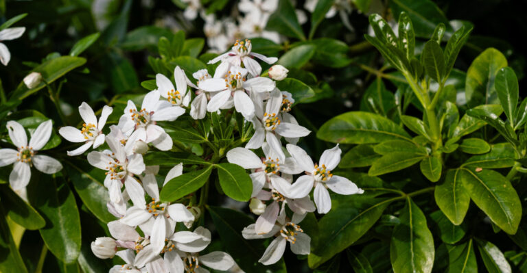 The Best Backyard Privacy Plants That Thrive In Oregon’s Dry Late Summers