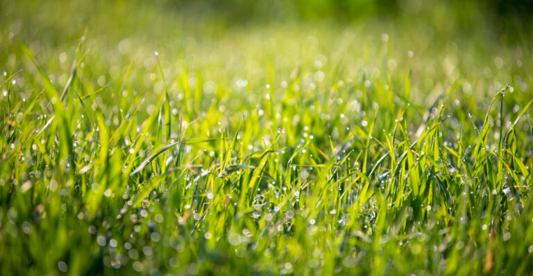 Never Mow Your Michigan Lawn When The Forecast Looks Like This