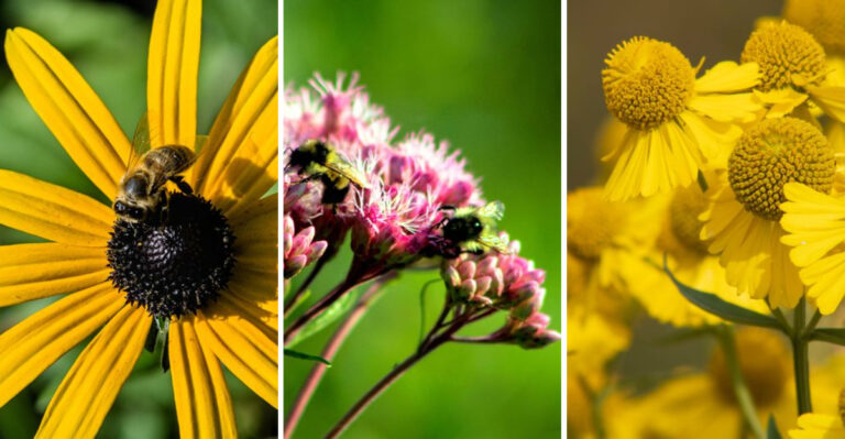Grow These 8 Missouri Natives To Keep Pollinators Thriving This Fall