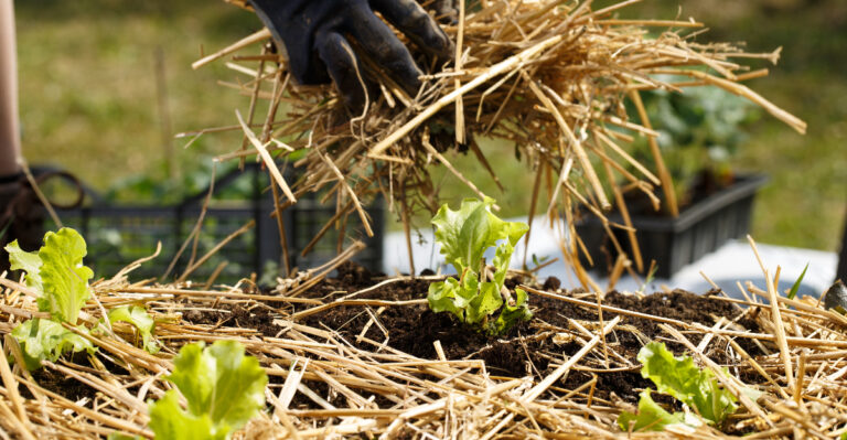 What Oregon Gardeners Should Do When Mulch Starts Pulling Away From Plant Crowns