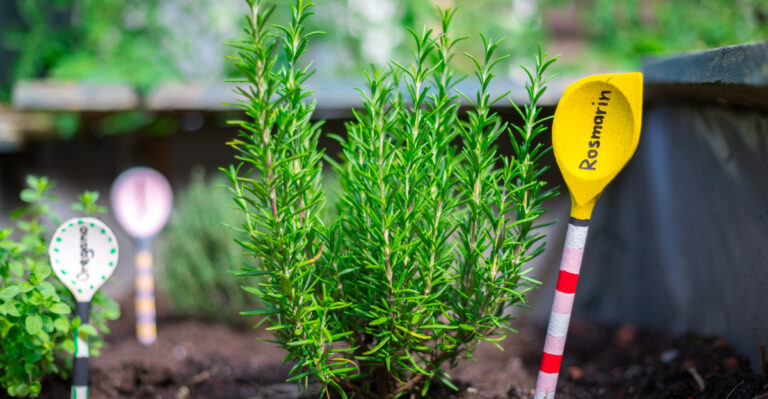 8 Reasons This August Is Perfect For Planting Porch Rosemary In Connecticut