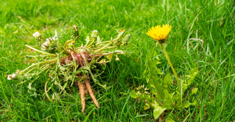 Your Lawn Keeps Growing Weeds For A Reason And The Soil Is Usually Behind It