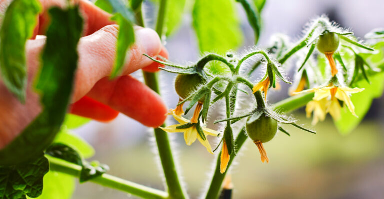 How To Pollinate California Tomatoes By Hand When Bees Aren’t Doing The Job