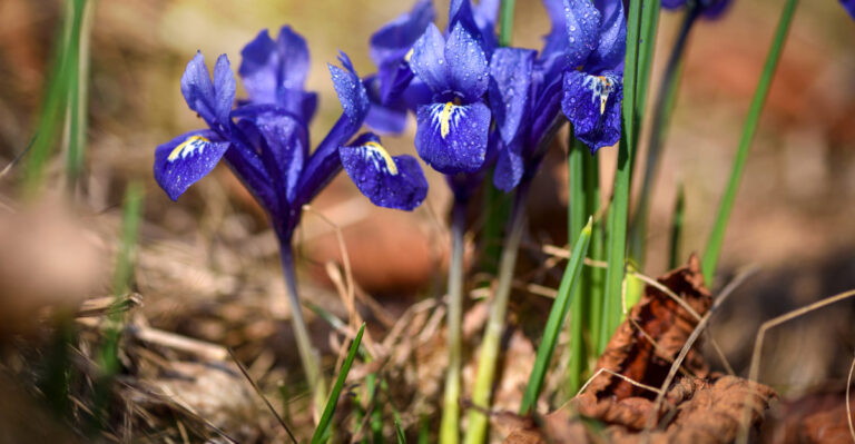 Iris plant (featured image)