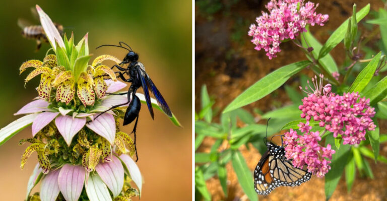 Native Michigan Plants That Feed Pollinators Right Through The August Heat