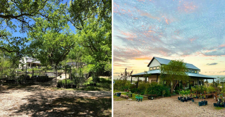 Where Texas Gardeners Find Rare Shade Trees Big Stores Rarely Carry
