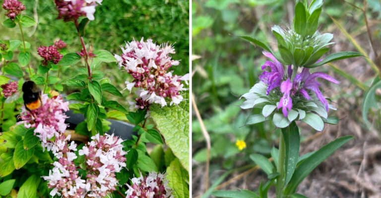 Pennsylvania Vegetable Garden Companions Worth Growing During Spotted Lanternfly Season