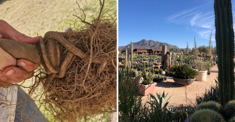 The Nursery Mistake Arizona Gardeners Can Avoid When Shopping For Fall Plants