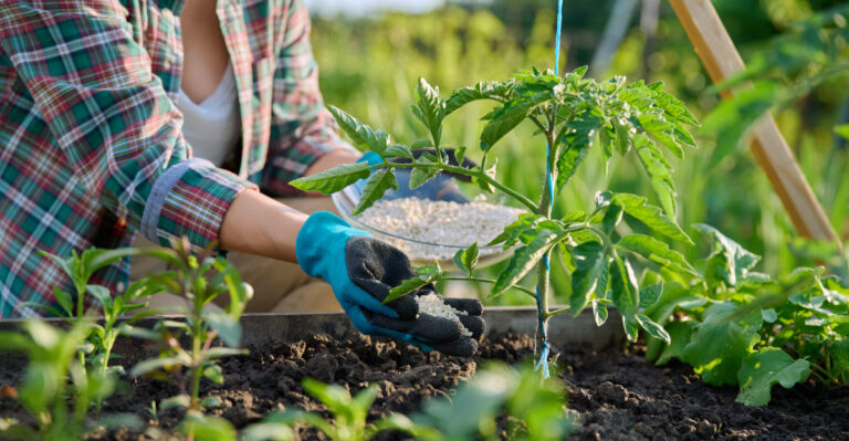 Tennessee Gardeners Should Skip This Morning Chore When The Forecast Hits 100 Degrees