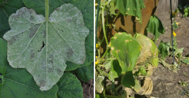 The Signs Of Downy Mildew Spreading Fast In Michigan Gardens This Humid Week