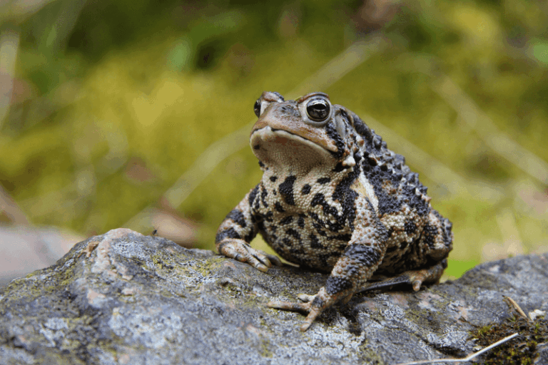 What It Really Means When Toads Start Turning Up All Over Your North Carolina Garden Beds