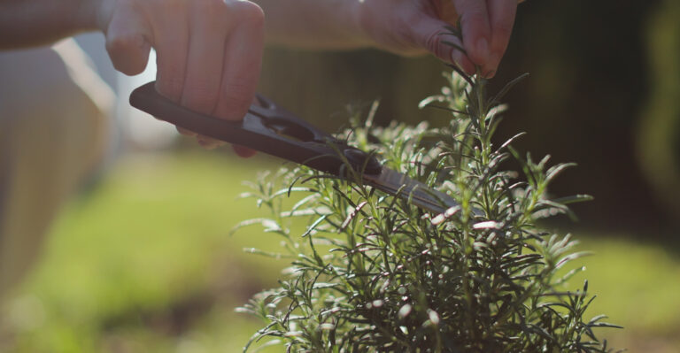 This August Mistake Is Weakening Indiana Rosemary Plants Before Fall