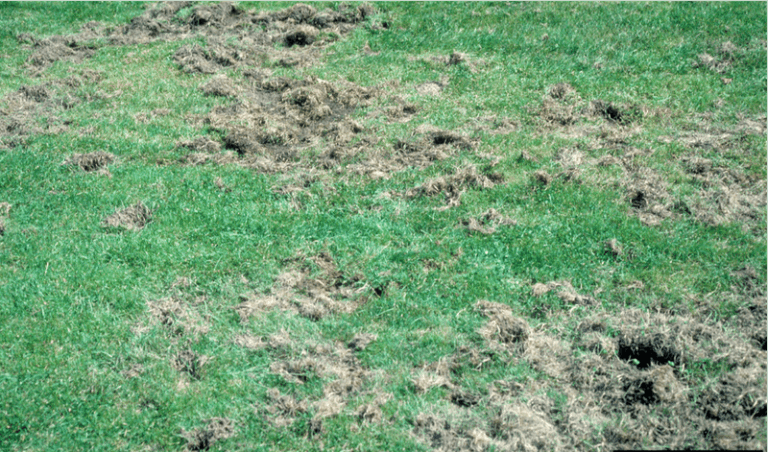 What North Carolina Grubs Leave Behind This Fall And What You Can Actually Do About It
