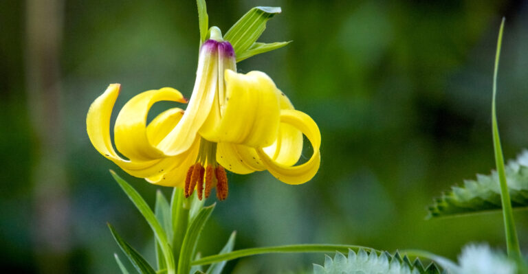 What Drooping North Carolina Daylilies In Late Summer Are Really Telling You