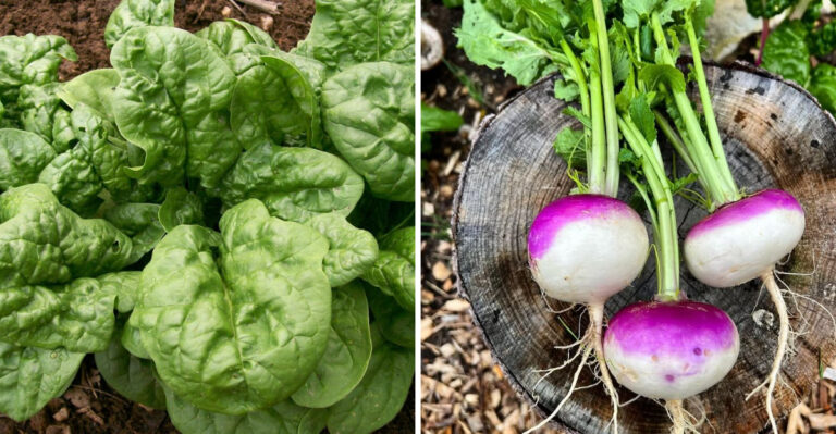 These Are The Georgia Cool-Season Crops To Sow Right Now For Fall
