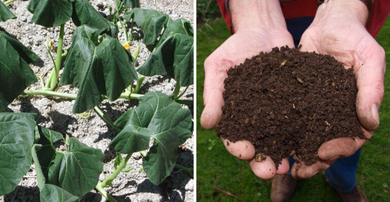 Why Adding High Nitrogen Fertilizer During An Arizona Heat Wave Is A Mistake