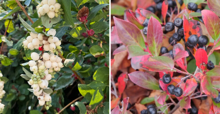 9 Native Michigan Shrubs That Handle Road Salt Spray