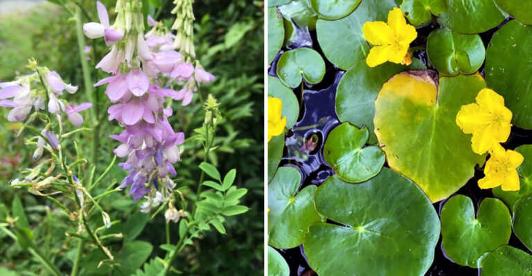 The Pennsylvania Wildflowers Now Considered Illegal To Grow