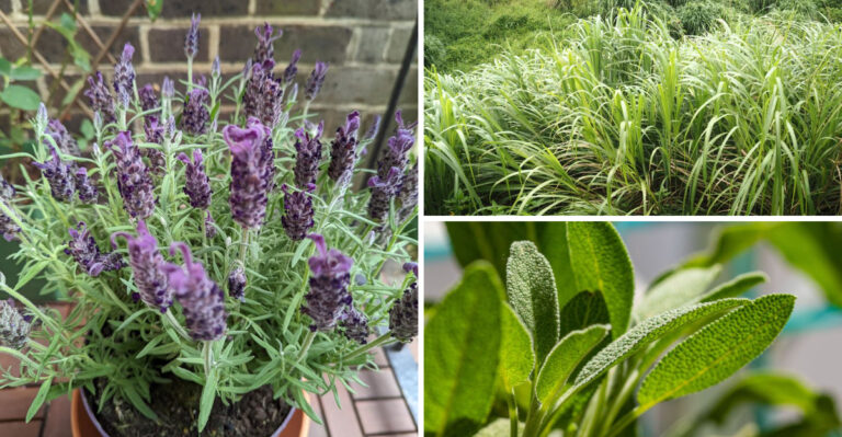 Ohio Herbs That Actually Get Better In Containers During August Heat