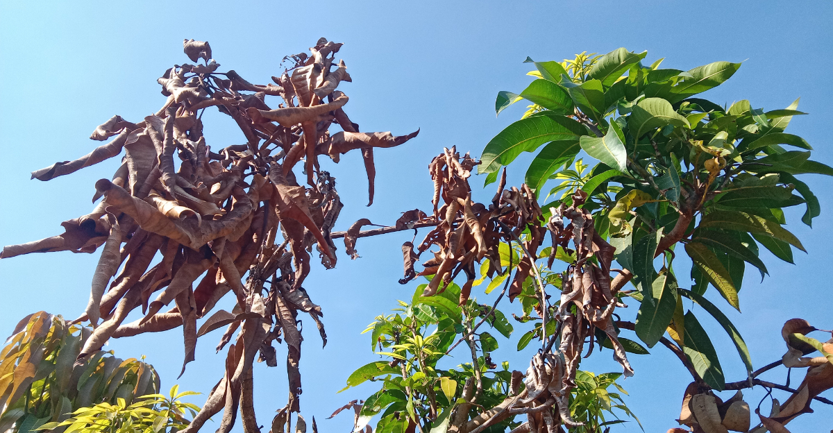 damaged mango tree