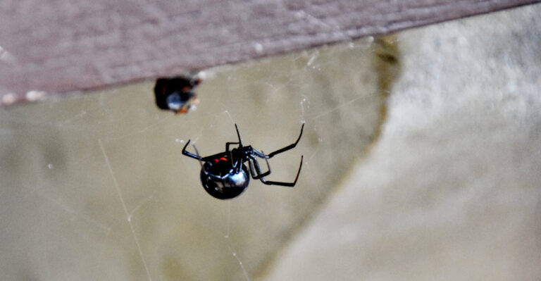 What To Do If You’re Bitten By A Black Widow In Your California Garden